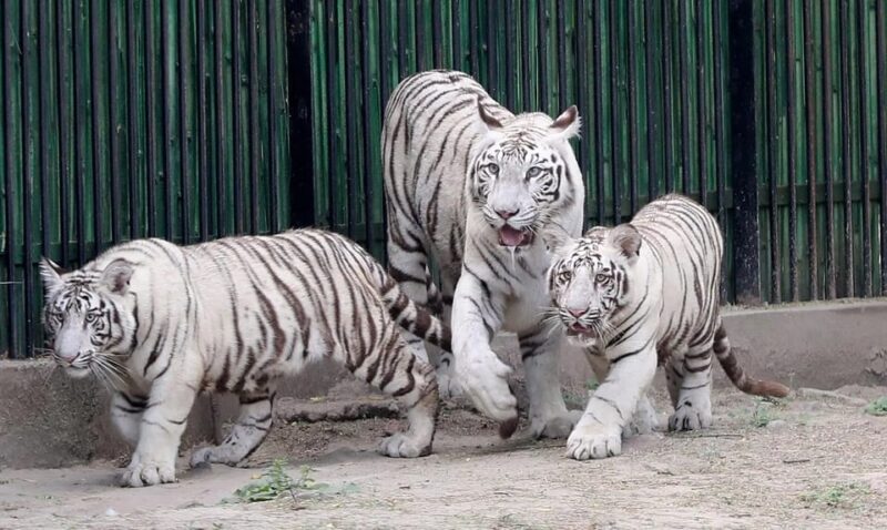 White Tiger National Park Tour in Madhya Pradesh - Exclusions and Extras