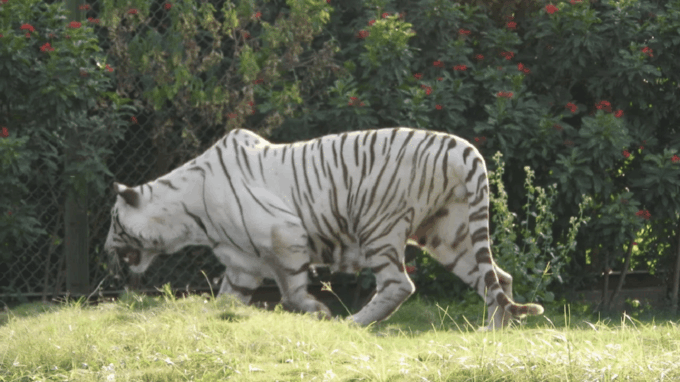 White Tiger National Park Tour in Madhya Pradesh - The Sum Up