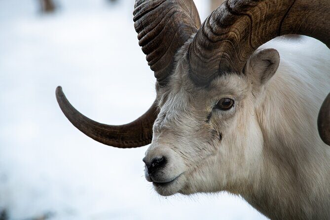 Whitehorse 4 Day Aurora Tour Wildlife Preserve and Hot Springs - Final Thoughts