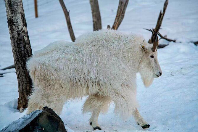 Whitehorse 4 Day Aurora Tour Wildlife Preserve and Hot Springs - FAQ