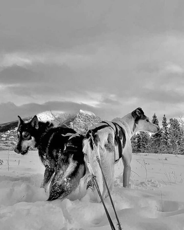 Whitehorse: Dog Sledding Adventure with Hot Cocoa - Whitehorse: Dog Sledding Adventure with Hot Cocoa – A Practical Guide