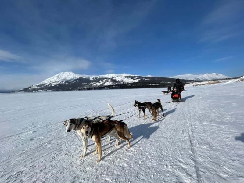 Whitehorse: Dog Sledding Adventure with Hot Cocoa - Key Points