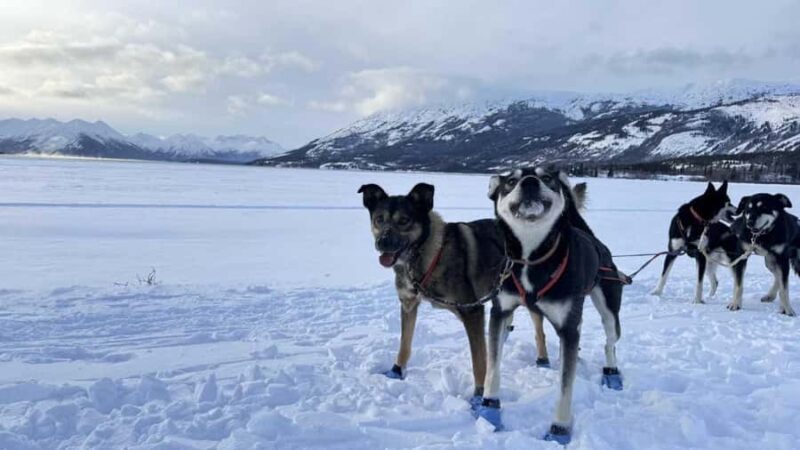 Whitehorse: Dog Sledding Adventure with Hot Cocoa - Meeting the Huskies