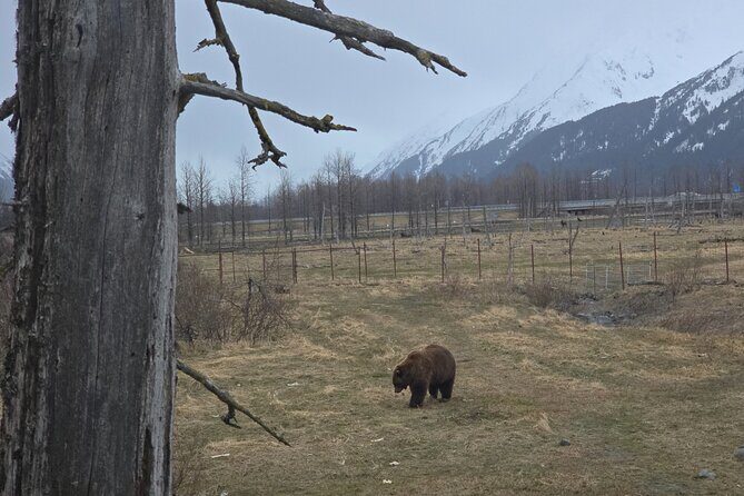 Whittier Cruise Shuttle Tour with Multiple Stops - Final Reflection: Is It Worth It?