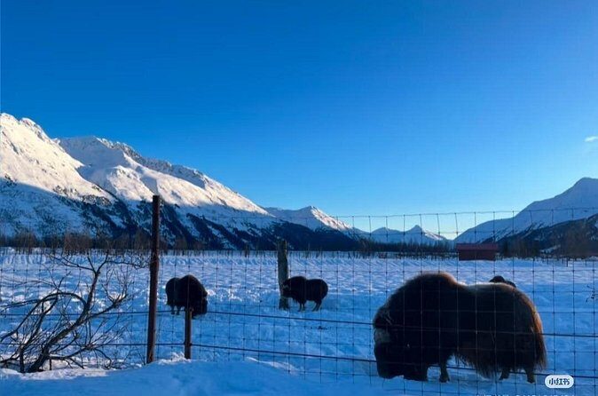 Whittier Cruise Shuttle Tour with Multiple Stops - Frequently Asked Questions