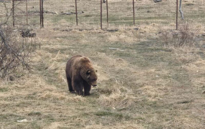 Whittier Cruise Shuttle Tour with Multiple Stops - Transportation and Group Size