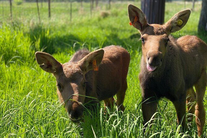 Whittier to Anchorage Wildlife Extravaganza - Visiting the Alaska Wildlife Conservation Center