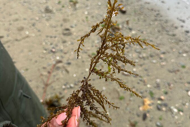 Whytecliff Park Indigenous Salish Sea Walking Tour - The Sum Up: Is It Worth It?