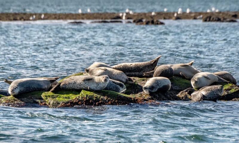 Wickford, RI: Narragansett Bay Seal-Watching Tour by Boat - The Sum Up