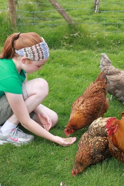 Wicklow: Greenan Farm, Museums & Maze with Animal Feeding - Key Points
