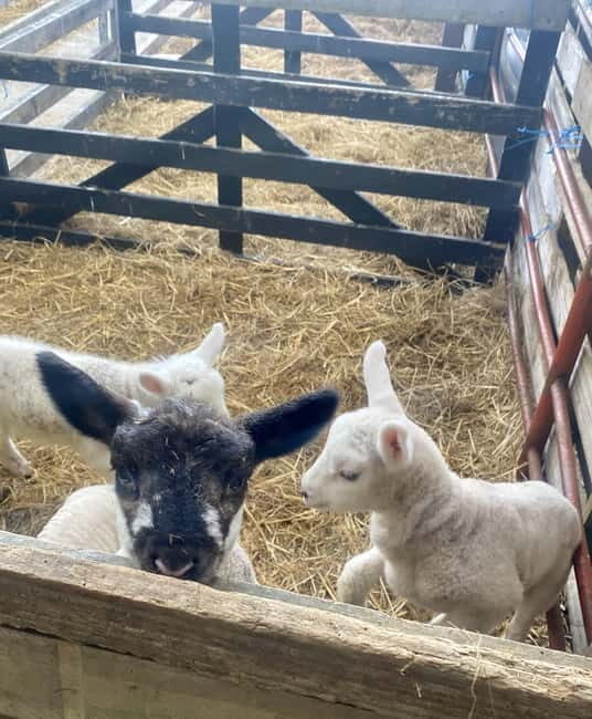 Wicklow: Greenan Farm, Museums & Maze with Animal Feeding - Who Should Consider Visiting?