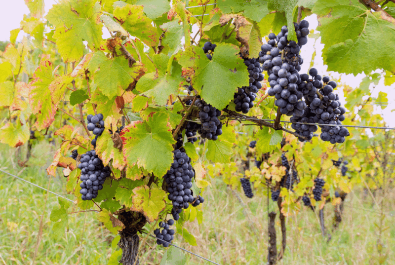 Wihr-au-Val: Wine Tasting and Cellar Tour - Booking and Reservation Details