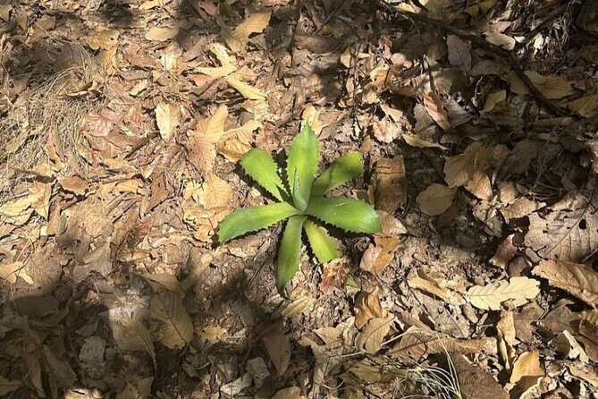 Wild Agaves Hiking Experience in Oaxaca - Who Will Love This Experience?