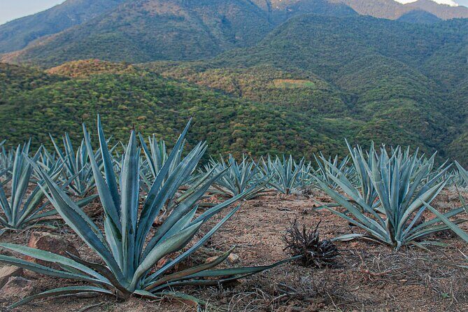 Wild Agaves Hiking Experience in Oaxaca - FAQ