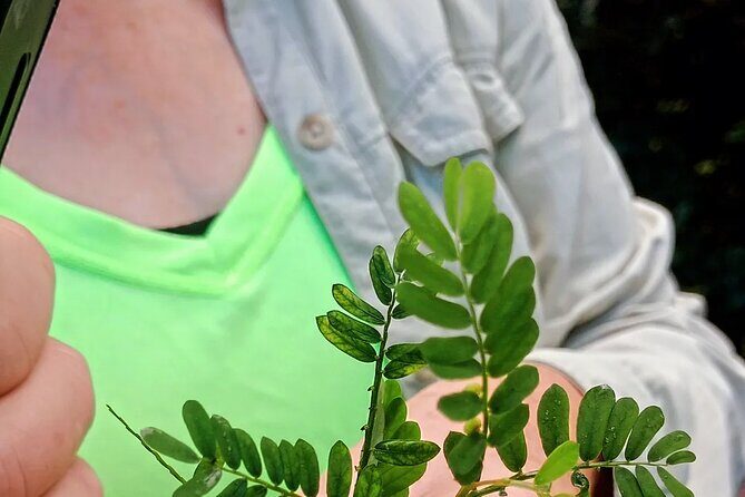 Wild and Medicinal Dominica Private Tour - Detailed Breakdown of the Itinerary