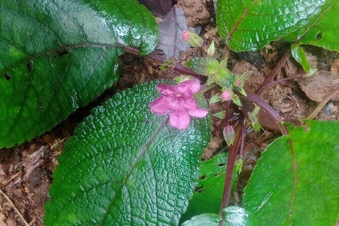 Wild and Medicinal Dominica Private Tour - Authenticity and Value