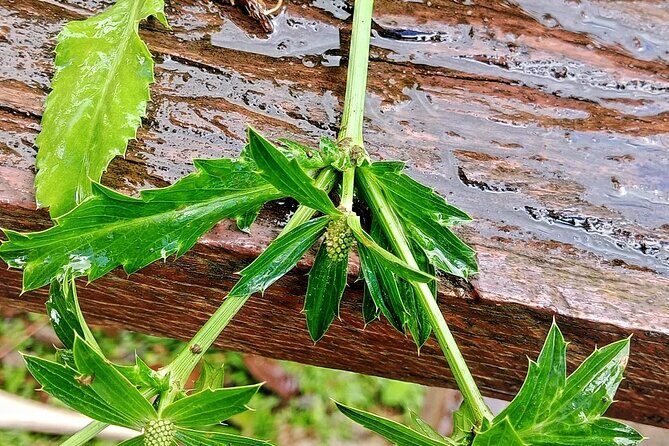 Wild and Medicinal Dominica Private Tour - Who Will Love This Tour?
