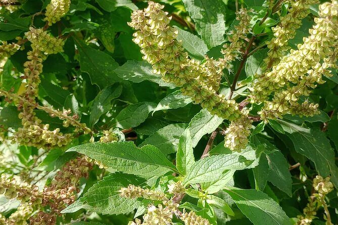 Wild and Medicinal Dominica Private Tour - FAQ