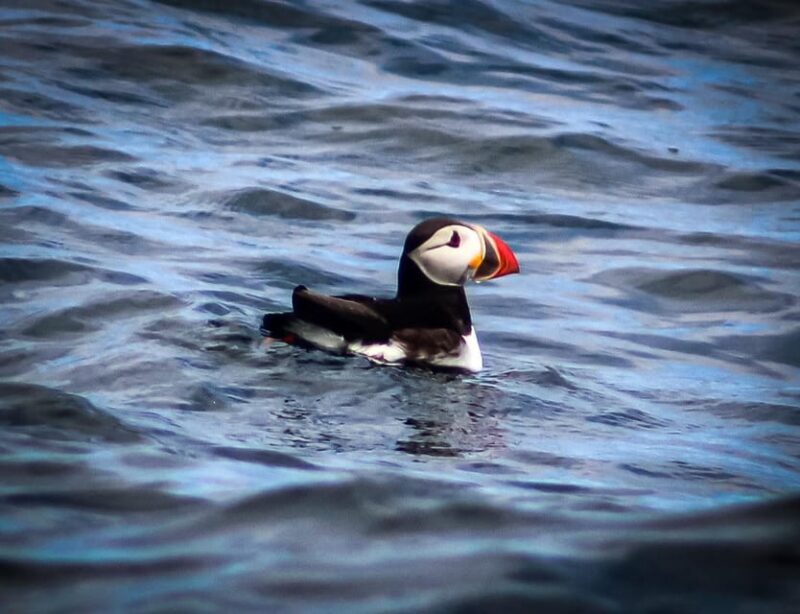 Wild Atlantic Way: Wildlife Eco Cruise - What Makes This Tour Special?