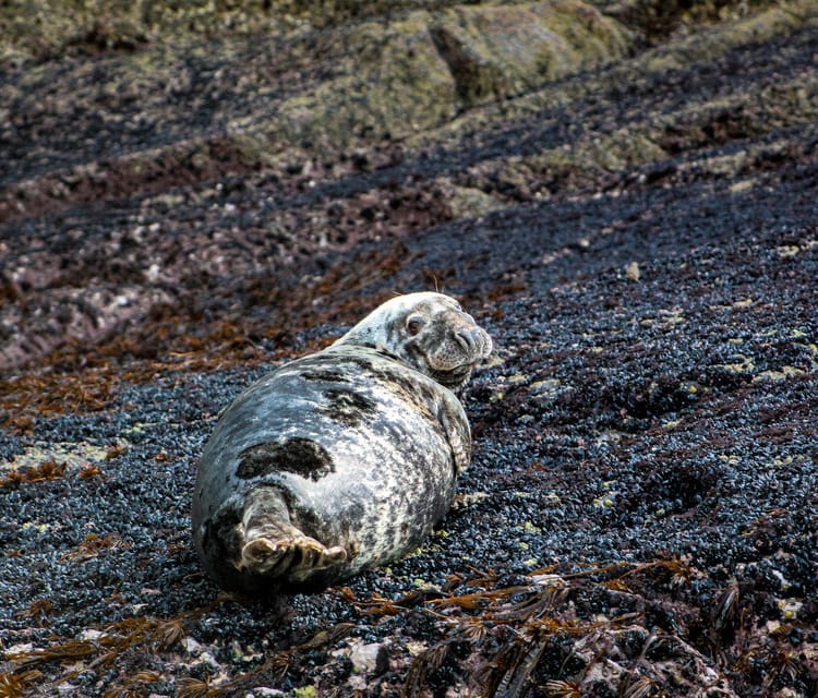 Wild Atlantic Way: Wildlife Eco Cruise - Why Value Matters Here