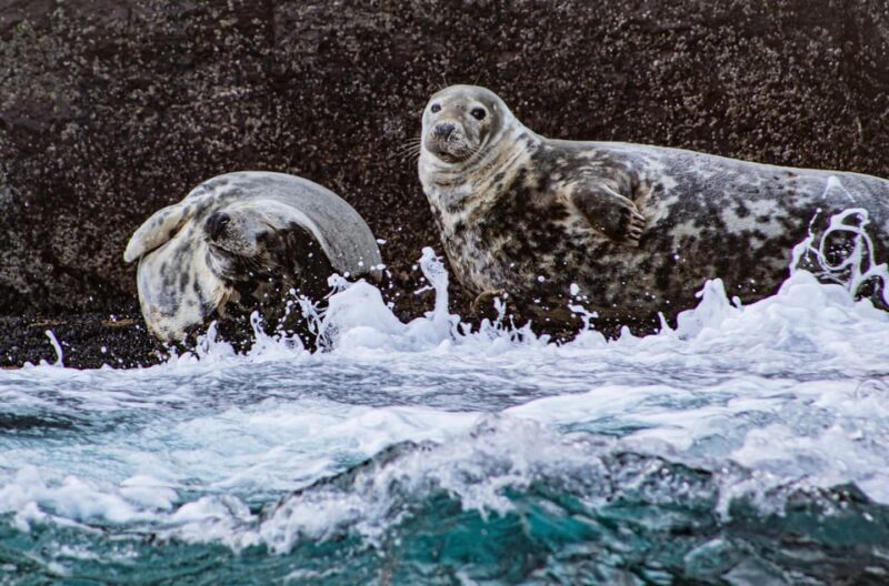 Wild Atlantic Way: Wildlife Eco Cruise - Who Will Love This Tour?