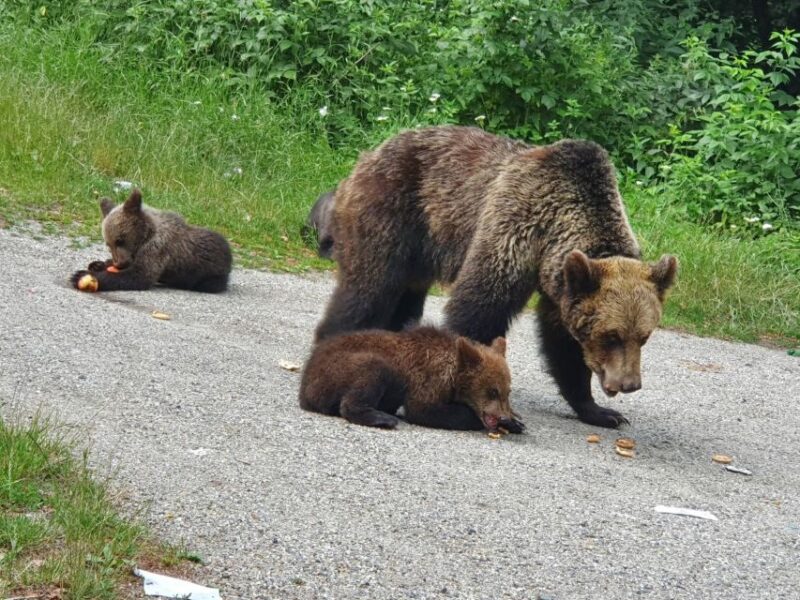 Wild Bears and Dracula Private Day Tour - Itinerary Highlights