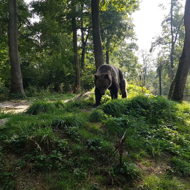 Wild Bears and Dracula Private Day Tour - Vidraru Dam