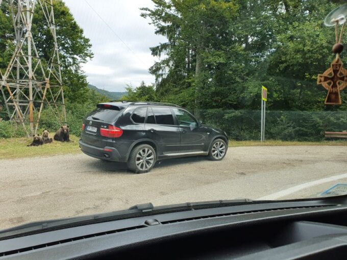 Wild Bears and Dracula Private Day Tour - Transportation and Guide