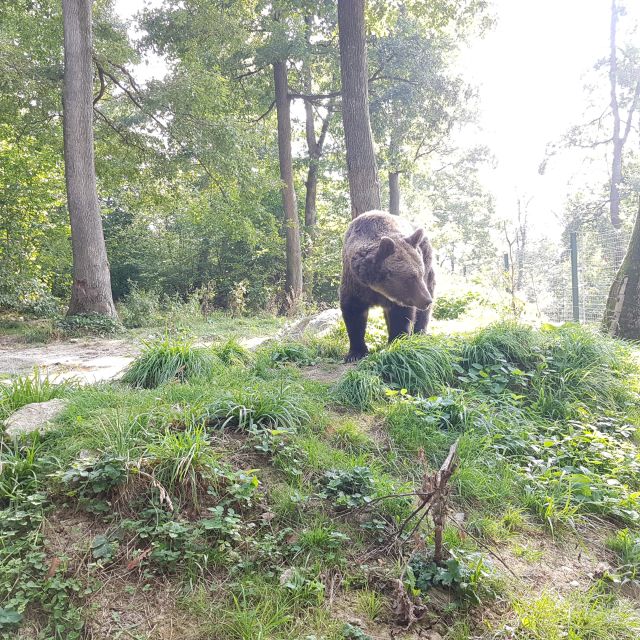 Wild Bears and Dracula Private Day Tour - Customer Reviews