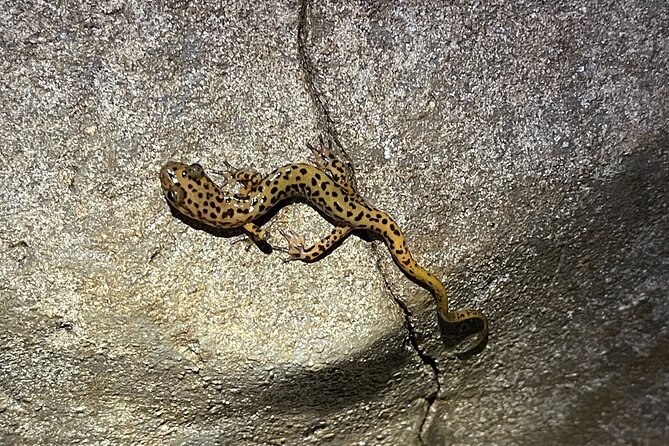 Wild Cave Adventure Tour - Meeting and Logistics