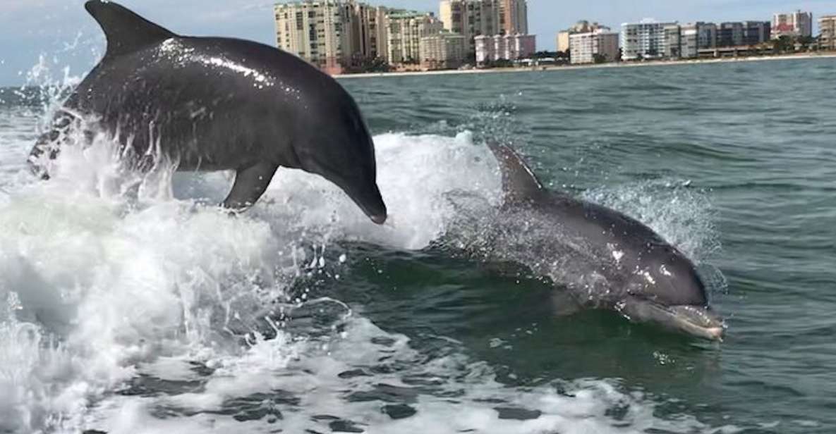 Wild Dolphin Boat Tour - Key Points