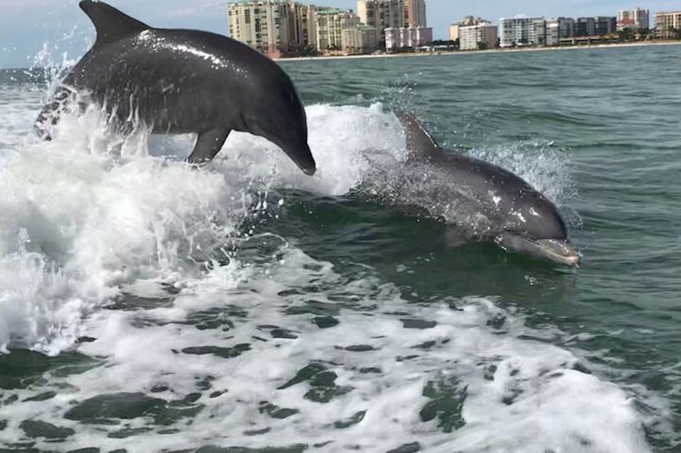 Wild Dolphin Boat Tour - Highlights and Inclusions