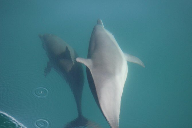 Wild Dolphin Encounter in Puerto Vallarta - What Makes the Wild Dolphin Encounter Stand Out?
