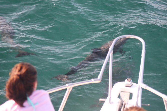Wild Dolphin Encounter in Puerto Vallarta - Final Thoughts