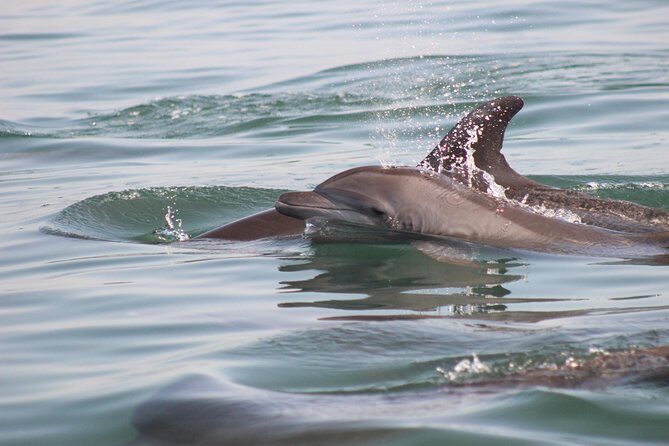 Wild Dolphin Encounter in Puerto Vallarta - FAQ