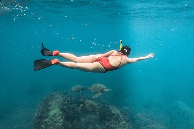 Wild Dolphin Swim, Turtle, Whale Safari with Guided Snorkeling - Key Points