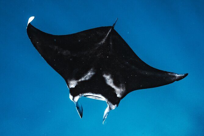 Wild Dolphin Swim, Turtle, Whale Safari with Guided Snorkeling - An In-Depth Look at the Tour Experience