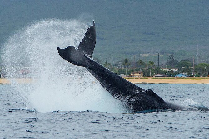 Wild Dolphin Watching and Snorkel Safari off West Coast of Oahu - Snorkeling Experience
