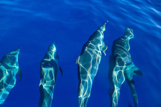 Wild Dolphin Watching and Snorkel Safari off West Coast of Oahu - Group Size and Amenities