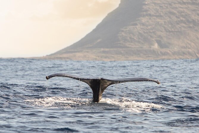Wild Dolphin Watching and Snorkel Safari off West Coast of Oahu - Pickup and Meeting Details