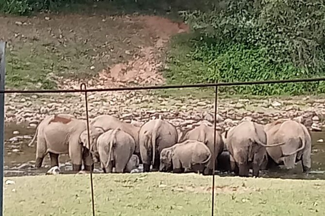 Wild Elephant Anakulam & Waterfalls Tour(Munnar Valley Trekking) - Inclusions