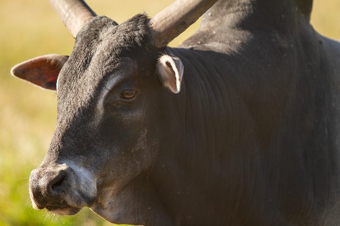 Wild Florida Drive-Thru Safari and Gator Park Admission - Accessibility Information
