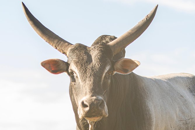 Wild Florida Drive-Thru Safari and Gator Park Admission - Cancellation Policy