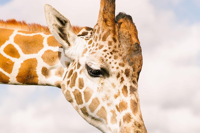 Wild Florida Drive-Thru Safari and Gator Park Admission - Visitor Reviews