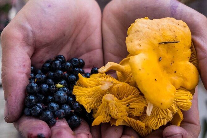 Wild Forest Berries and Mushrooms Picking Tour - An In-Depth Look at the Tour