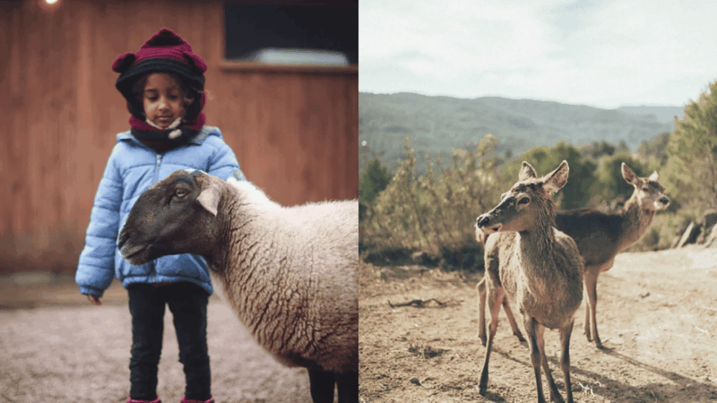 Wild Forest Reserve Foundation - Caregiver for a Day - Key Points