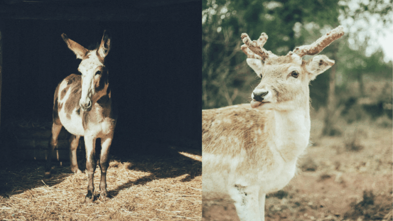 Wild Forest Reserve Foundation - Caregiver for a Day - Mission of Wild Forest Reserve