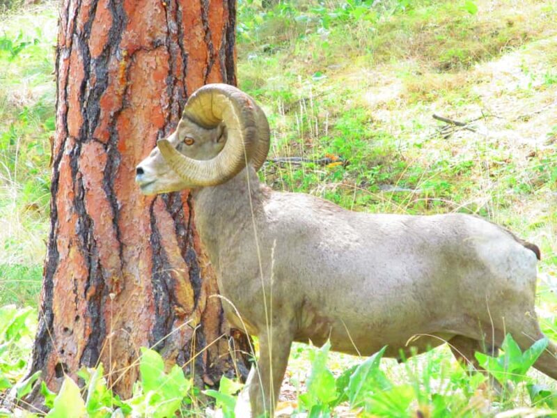Wild Horse Island/Flathead Lake: Kayak Tour - Wild Horse Island/Flathead Lake: Kayak Tour – An Authentic Montana Adventure