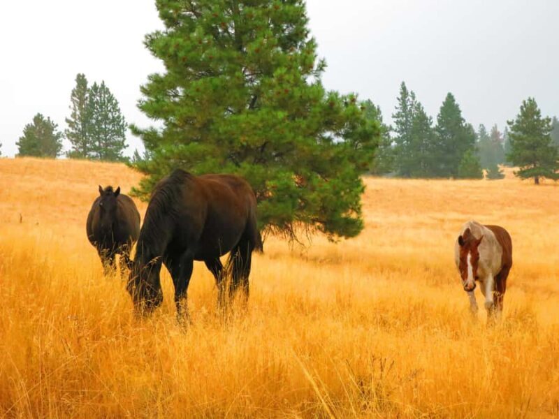 Wild Horse Island/Flathead Lake: Kayak Tour - What’s the Value?