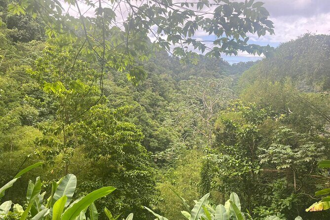 Wild Immersion: Hiking in the Heart of the Rainforest - An In-Depth Look at the Rainforest Adventure